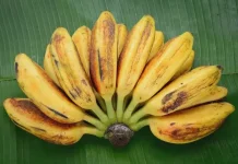 Pisang Kepok Bagi Lansia Pilihan Buah Sederhana Kaya Nutrisi