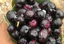 Manfaat Buah Jamblang yang Baik untuk Kesehatan