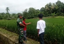 Babinsa Kodim Abdya Dampingi Kelompok Tani Tinjau Perkembangan Padi