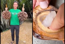 Manfaat Buah Nipah untuk Pria dan Wanita
