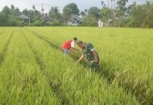 Babinsa Dampingi Keujrun Sawah di Susoh Cek Kondisi Padi