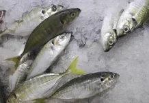Manfaat Ikan Selar bagi Kesehatan Wanita dan Pria