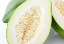 Manfaat Pepaya Muda untuk Tubuh dari Pencernaan hingga Asupan Nutrisi