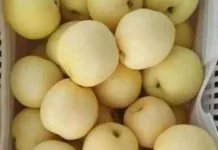 Manfaat Buah Pir untuk Anak