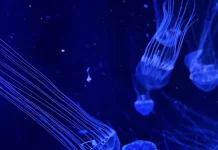 Box Jellyfish, Ubur-Ubur Beracun yang Mengintai di Perairan Tropis