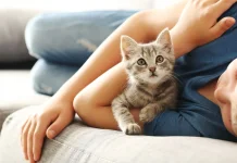 Waspada Bulu kuncing Bisa Mmbawa Risiko Penyakit bagi Manusia