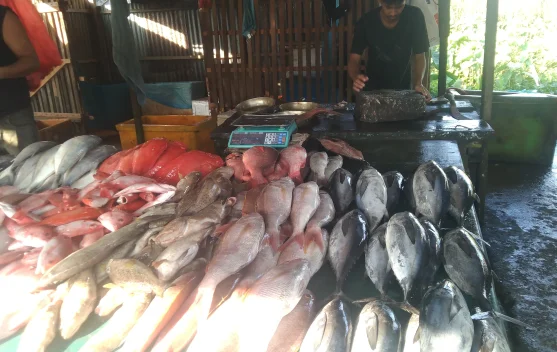 Harga Ikan di Meulaboh Kembali Stabil pada Pekan Kedua Ramadan