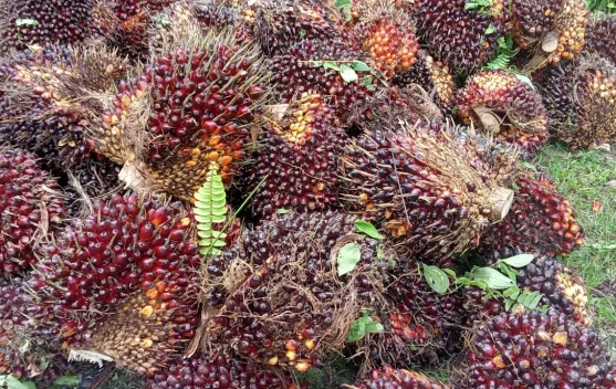 Harga Sawit Petani Nagan Raya Masih Rendah, Produksi Buah Menurun
