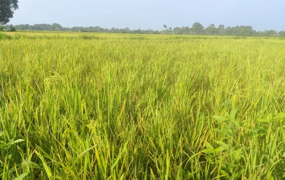 Gagal Panen Hantui Sebagian Petani Lahan Tadah Hujan