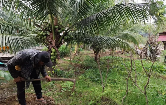 Langkah Praktis Berkebun Wujudkan Ketahanan Pangan Keluarga