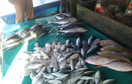Harga Ikan Meulaboh Naik Saat Nelayan Libur Melaut