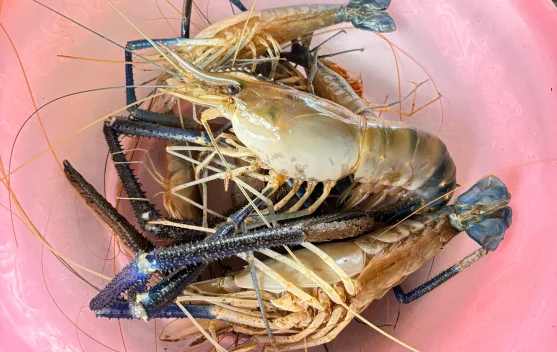 Udang Gala Sungai Barumun: “Emas” dari Dasar Sungai Milik Desa Tanjung Mulia