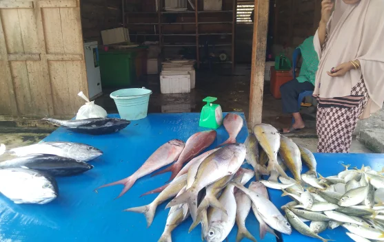 Harga ikan segar Melambung Tinggi di Meulaboh Aceh