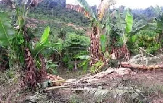 Gajah Liar Rusak Tanaman Warga, Masyarakat Pante Ceureumen Resah