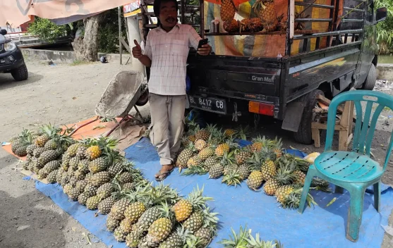Harga Nanas Naik Tipis, Pembeli Tetap Setia
