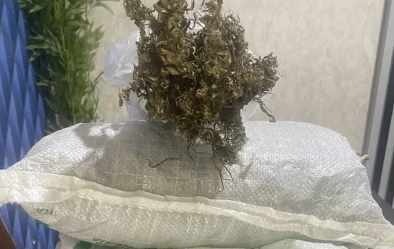 Pengembangan Kasus Ganja, Polres Aceh Barat Sita 1,5 Kilogram Ganja