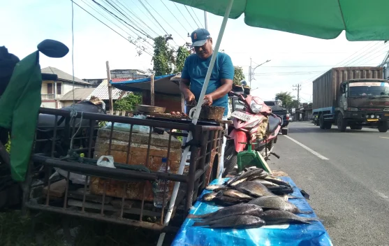 Ikan Air Tawar Liar Menjadi Icont Pasar Ikan Meulaboh
