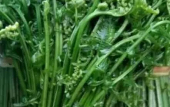 Khasiat Sayur Pakis Bantu Jaga Jantung hingga Lancarkan Pencernaan Orang Dewasa
