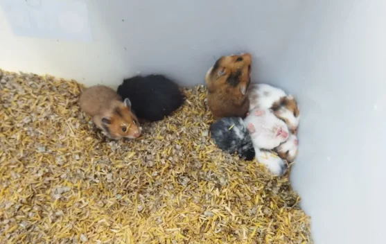 Tips Memelihara Hamster agar Tetap Sehat dan Aktif