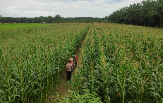 Polsek Kaway XVI Monitoring Lahan Jagung, Dukung Swasembada Pangan 2026