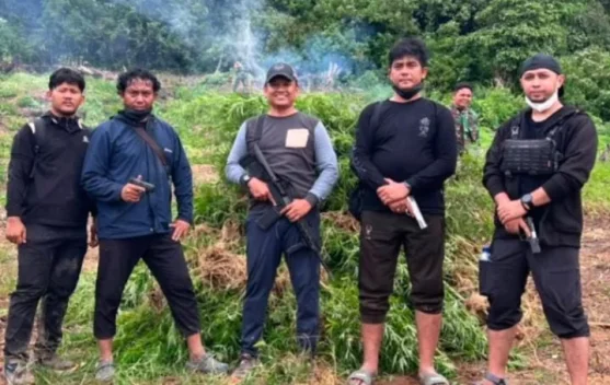 Kodam IM Berhasil Ungkap Lahan Ganja 50 Hektare di Pegunungan Nagan Raya