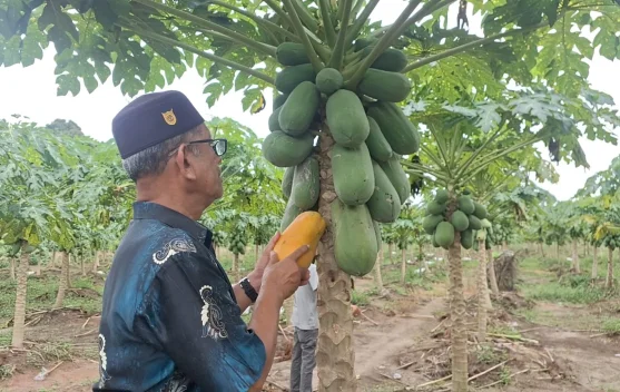 BUMG Cot Darat Kembangkan Budidaya Pepaya Madu Bersama Pesantren