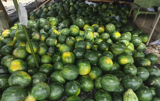 Panen Raya Semangka Non Biji Harga Tujuh Ribu Perkilogram