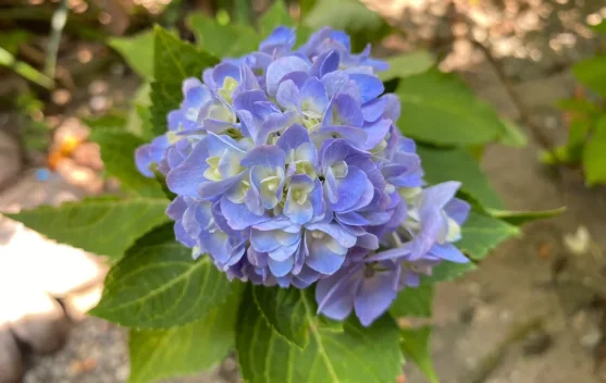 Trik Menanam Bunga Hortensia agar Tumbuh Subur dan Cantik di Halaman Rumah