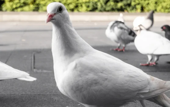 Rahasia Gizi Daging Burung Merpati untuk Tumbuh Kembang Anak