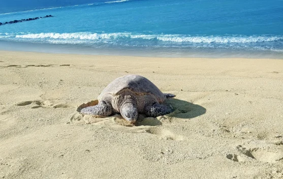 Penangkaran Penyu Jadi Upaya Menjaga Keseimbangan Biota Laut