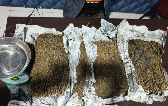 Satresnarkoba Polres Aceh Barat Tangkap DPO Sita 31 Kilogram Ganja