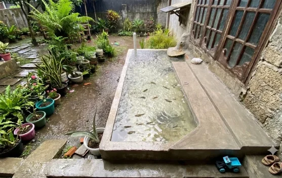 Musim Hujan Tiba, Jaga Kolam Ikan agar Bebas Jentik Nyamuk