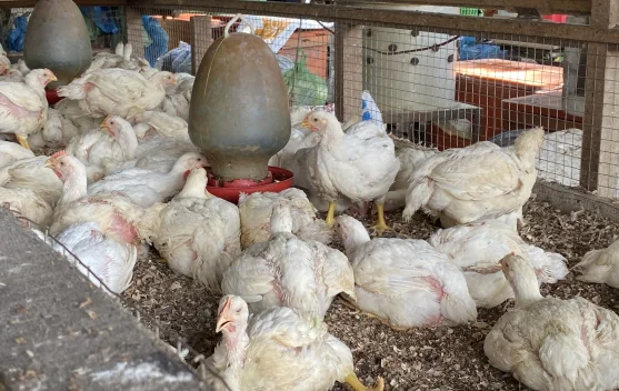 Harga Ayam Potong di Aceh Barat Naik jelang Perayaan Maulid