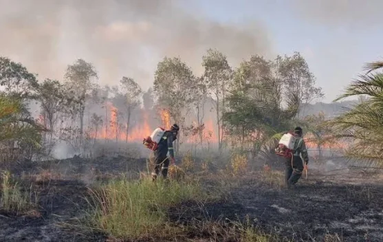 Kementerian Kesehatan Catat 5,5 Juta Warga Terdampak Karhutla