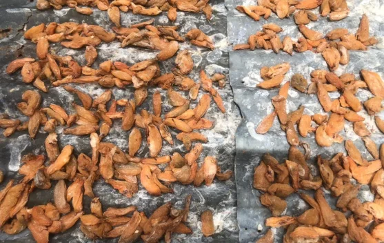 Asam Sunti, Bumbu Dapur Khas Aceh yang Harus Dijemur hingga Kering