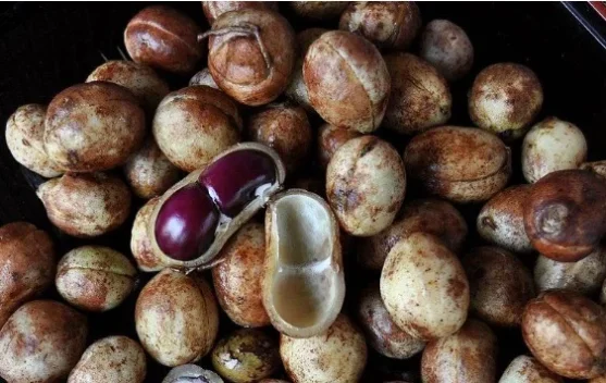Namanya Kacang Bogor, tapi Bukan dari Bogor! Ini Fakta Unik yang Jarang Diketahui