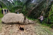 FJL dan JGN Desak BKSDA Investigasi Menyeluruh Penyebab Kematian Gajah di Aceh