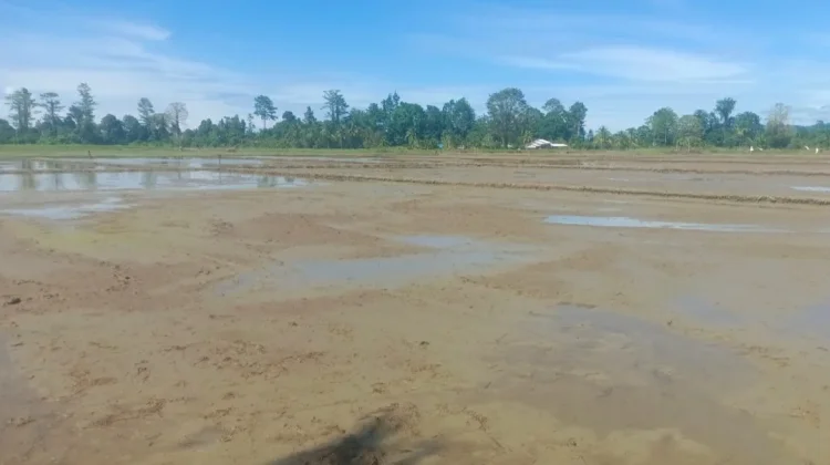 Petani Mulai Musim Tanam Padi di Nabire