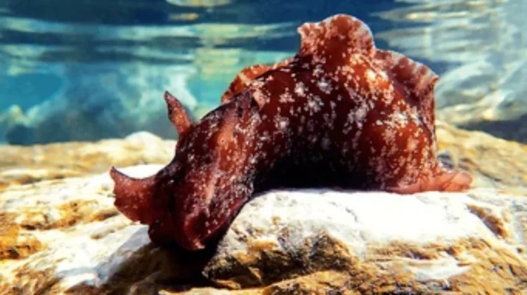 Mediterranean Sea Hare, Siput Laut Misterius yang Dapat Hilang saat Terancam