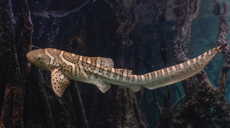 Hiu Belimbing, Si Penjaga Laut Tropis yang Mulai Langka