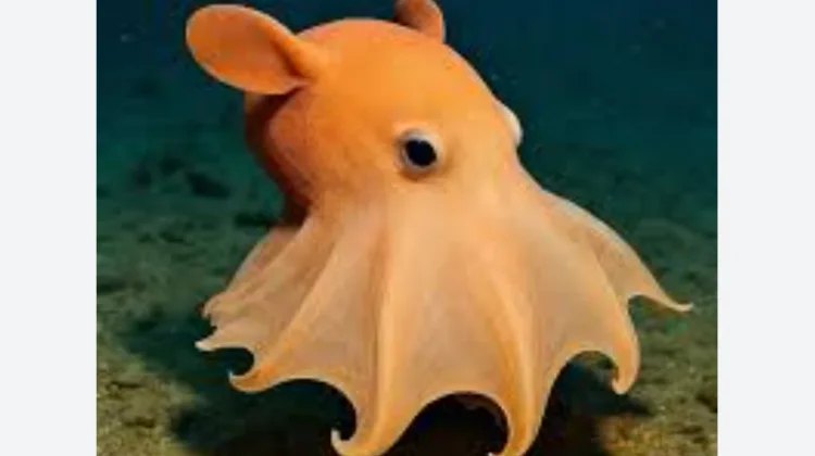 Dumbo Octopus, Si Gurita Lucu dari Laut dalam yang Langka