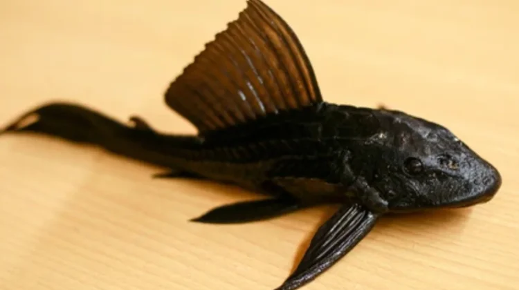 Ikan Sapu-Sapu Kian Marak, Ini Bahaya yang Perlu Diwaspadai