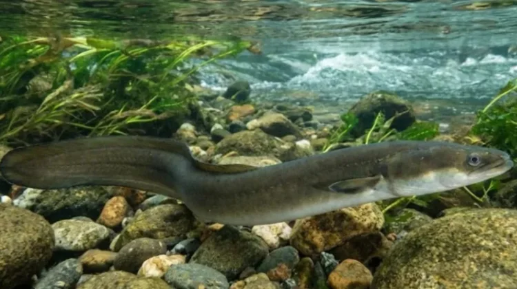 Ikan Sidat, Komoditas Bernilai Tinggi yang Kian Diburu