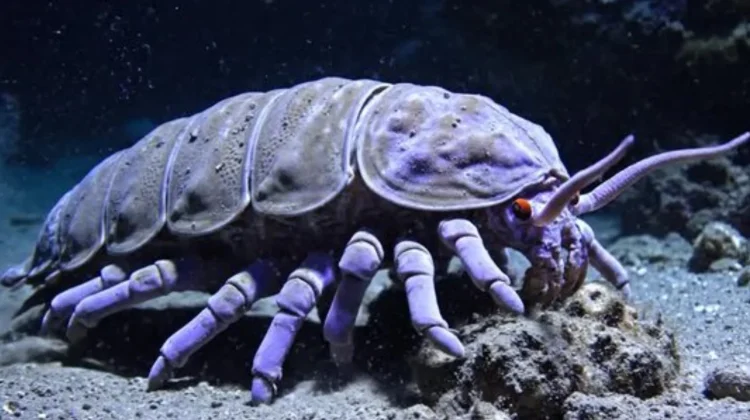 Giant Isopod, “Monster Laut Dalam” yang Hidup di Kedalaman Samudra