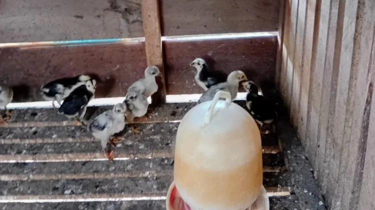 Beternak Ayam Kampung Dapat Menambah Penghasilan Keluarga