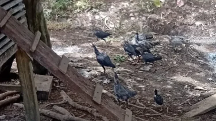 Beternak Ayam Kampung Dapat Menambah Penghasilan Keluarga