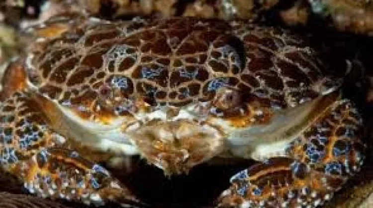 Wanita Meninggal Setelah Makan Kepiting Setan