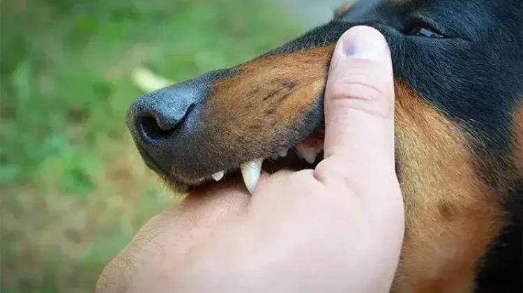 Jangan Panik! Kenali Rabies dan Cara Pertolongan Pertama