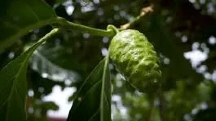 Manfaat Buah Mengkudu untuk Kesehatan