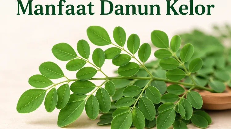 Daun Kelor: Superfood Alami yang Kaya Nutrisi